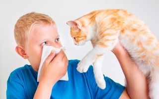 Аллергия на кошачью шерсть лечение