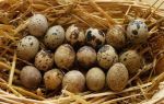 Перепелиные яйца от аллергии