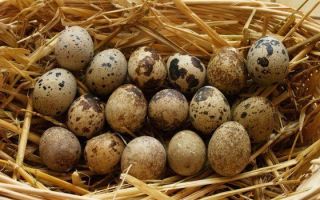 Перепелиные яйца от аллергии