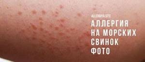 Аллергия у морских свинок