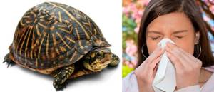 Бывает ли аллергия на черепах