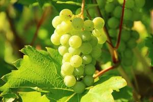 Аллергия на виноград
