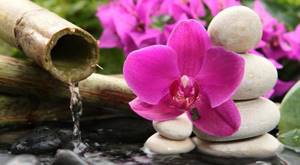 Аллергия на орхидеи симптомы