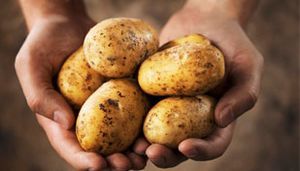 Аллергия на картофель у грудничка