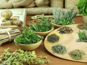 Лекарственные травы от аллергии