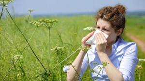 Аллергия на пыльцу сорных трав