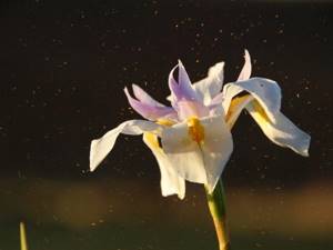 Вызывает ли орхидея аллергию