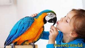 Может ли быть аллергия на попугая