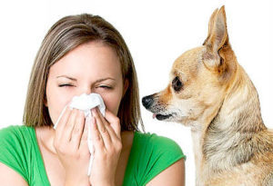 Аллергия на шерсть животных