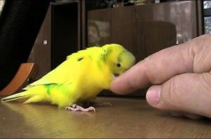 Как проявляется аллергия на попугаев