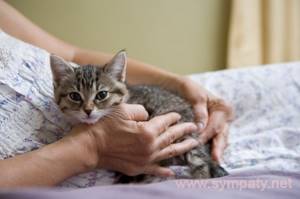 Аллергия на кошачью шерсть лечение