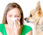 Аллергия на животных симптомы