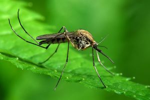Аллергия похожая на укусы комаров