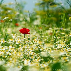 Сильные таблетки от аллергии на цветение