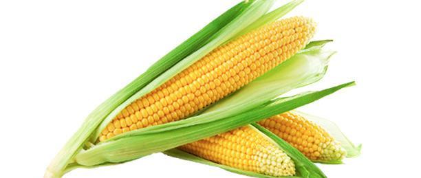Аллергия на кукурузу