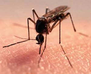 Аллергия на комаров у детей