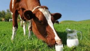 Непереносимость белка коровьего молока