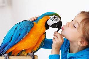 Может ли быть аллергия на попугая