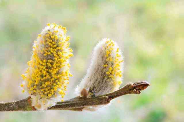 Аллергия на пыльцу растений лечение