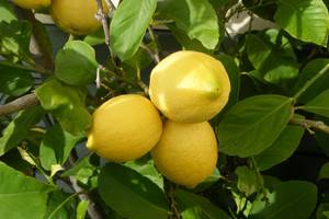 Аллергия на лимон у детей