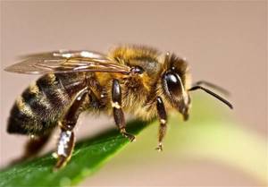 Аллергия от укуса пчелы