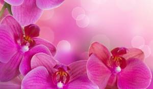 Может ли орхидея вызвать аллергию