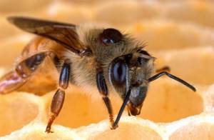 Аллергия на яд пчелы