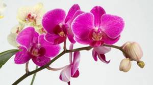 Аллергия на орхидеи симптомы