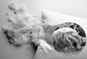 Аллергия на перо подушки симптомы